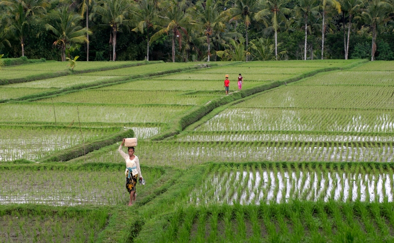Premiers pas balinais et installation à Ubud