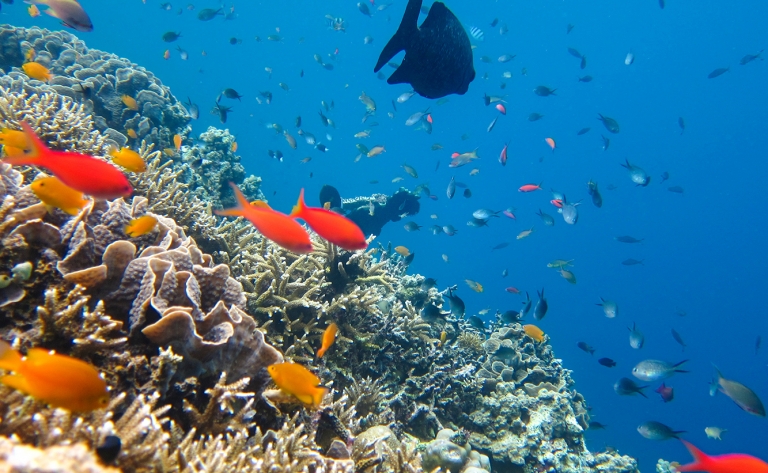 Exploration marine à Menjangan